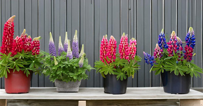 Lorvox Lupin Mix Dwarf Flower Seed(55 per packet)