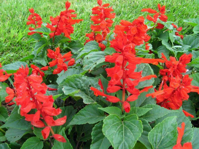 Aywal Salvia F1 Hybrid Mixed Seed(70 per packet)