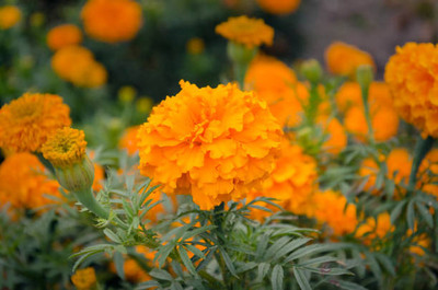 Harsh Impex marigold,gende ka phool seeds Seed(20 per packet)