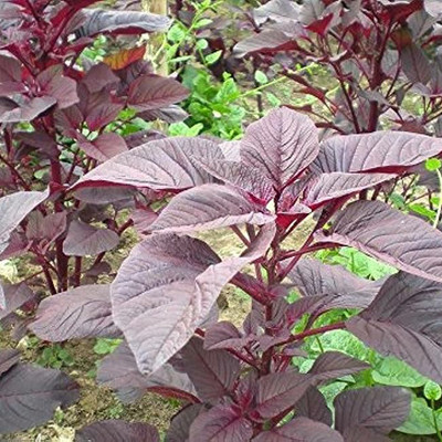 SREE Red Amaranth Spinach,Lal Shak ,Hybird Seed(500 per packet)