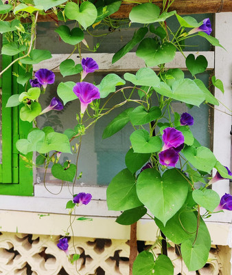Qualtivate PAU-72 Morning Glory Ipomea Scarlet Morning Glory O Hara F1 Hybrid Seed(50 per packet)