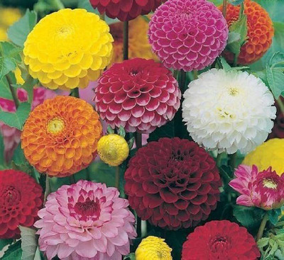Aywal Dahlia Seeds - Pompon Double Mixed Seed(3 g)