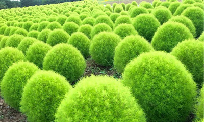 Lorvox Kochia Seed(35 per packet)