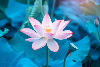 LKM lotus,kamal gatta Seed(11 per packet)