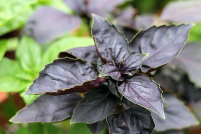 TRICONE Krishna Tulsi Seed(600 per packet)