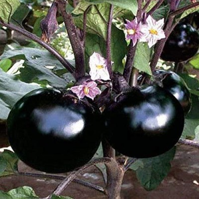 Qualtivate PUAS-9A Hybrid Black round brinjal seeds Seed(300 per packet)