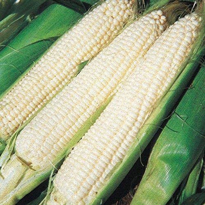 CYBEXIS XLR-23 - Silver Queen Hybrid Corn - (750 Seeds) Seed(750 per packet)