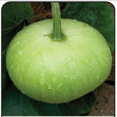 Cloud Farm LAW/LOWKI Round Bottle Gourd Lauki/Lau/Clabash Seed(55 per packet)