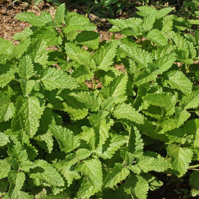 CYBEXIS Lemon Balm Capricata Citronella Seed(2250 per packet)