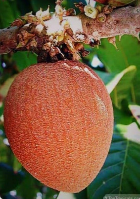 SHYAM RED Chickoo Fruit Tree Plant Seed(1 per packet)