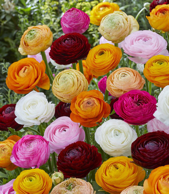 Aywal Ranunculus Flower Seed Winter Flower Seed(6 per packet)