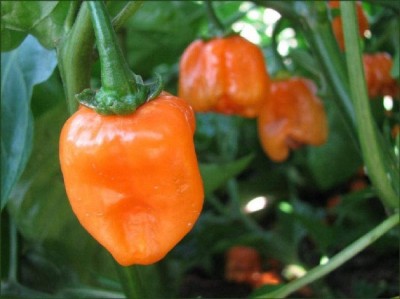 CYBEXIS Orange Habanero Caribbean Orange Chilli Pepper600 Seeds Seed(600 per packet)