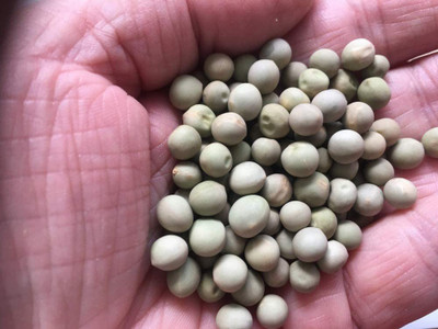 CYBEXIS XLR-91 - Pea Alaska Early Spring Bush - (100 Seeds) Seed(100 per packet)