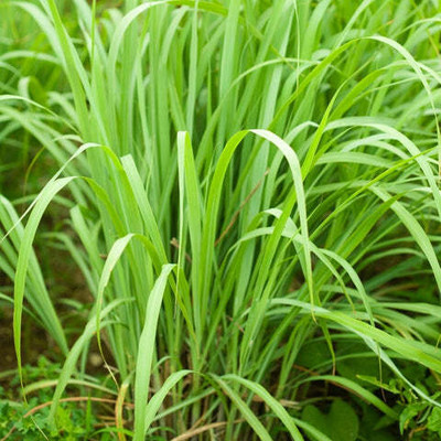 XOLDA Organic lemon grass herb Seed(37 per packet)