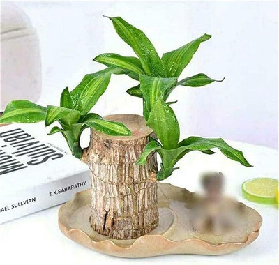 Cloud Farm Mini Brazalian wood Seed(1 per packet)