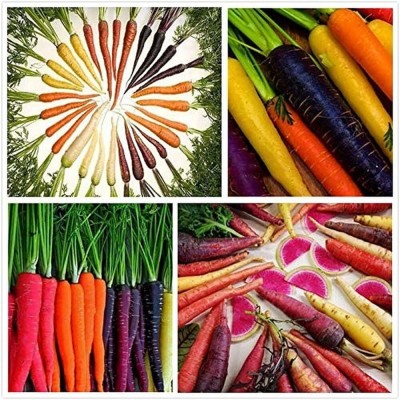 KNESSiN Carrot Mix Seed(2500 per packet)