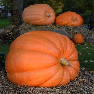 Qualtivate PUA-1A Pumpkin Atlantic Giant Seed(50 per packet)