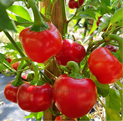 WILLVINE SCI -XVI F1 Red cherry Round chilli[1gm, 200 Seeds] Seed(200 per packet)