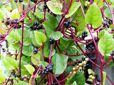 CYBEXIS LX-47 - Red Stemmed Malabar Spinach - (2250 Seeds) Seed(2250 per packet)