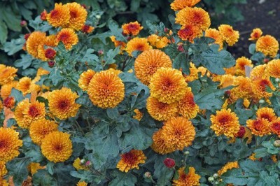 Liance Chrysanthemum Brown-eyes-mum-button-mum Seed(200 per packet)