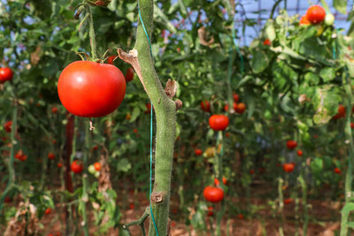 Natureplaneet tomato Seed(105 per packet)