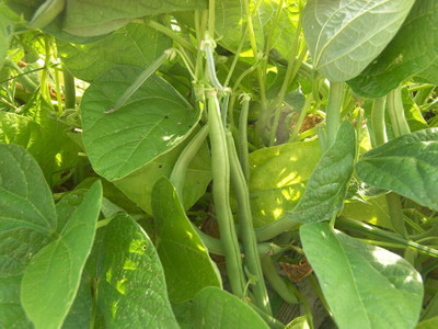 ibains Sprout seed mung beans pack of 20 Seed(20 per packet)