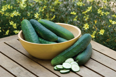 Qualtivate RES-4A Hybrid II Slicing Cucumber Seeds Seed(300 per packet)