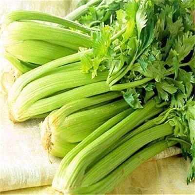 Qualtivate PAU-163 Celery Tall Utah Seeds Seed(500 per packet)