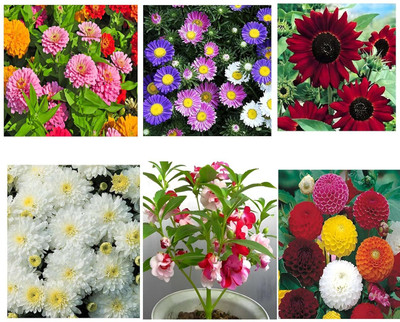 Aywal 6 Variety Of Flower Seeds Combo Pack Seed(40 per packet)