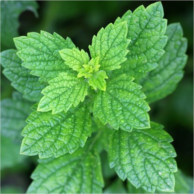 CYBEXIS VVI-38 - Non-GMO Lemon Balm - (750 Seeds) Seed(750 per packet)