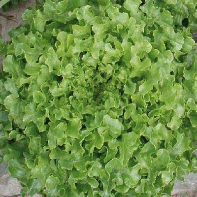CYBEXIS Seeds of Lettuce Bionda a Foglia Riccia Green Baby Leaf Type Seeds2000 Seeds Seed(2000 per packet)