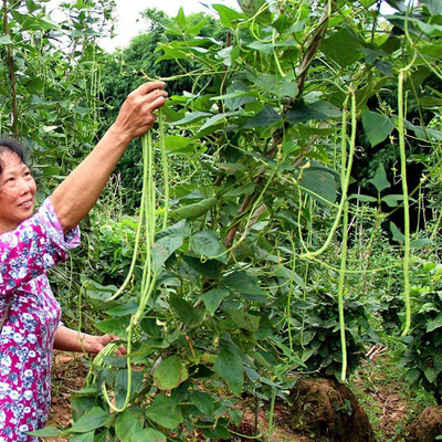 KNESSiN DLX-59 Cowpea Beans Seed(150 per packet)