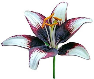 FUTABA Lily Flower Seeds-Brown and White Seed(100 per packet)