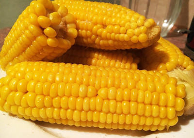 VibeX LX-64 - Sugar Sweet Corn - (750 Seeds) Seed(750 per packet)