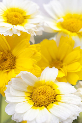 Qualtivate XLR-350 Flower Seeds chrysanthemum annual mix Color Seed(25 per packet)