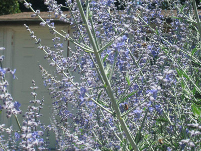 VibeX XLL-86 - Russian Sage - (1350 Seeds) Seed(1350 per packet)