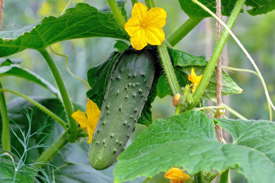 jkfarm Cucumber, Sosa, kheera Seed(76 per packet)