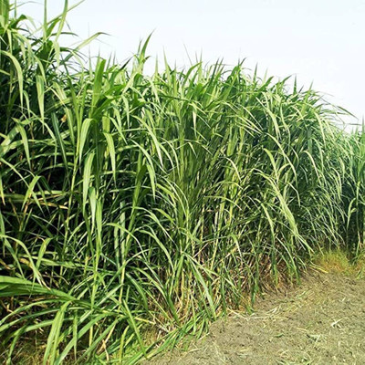 ibains Grass seed for cow Seed(7400 per packet)