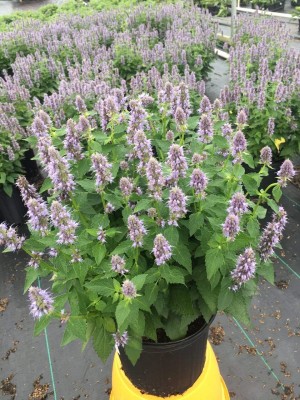 Qualtivate PUA-7A Agastache x 'Blue Fortune' (Anise) Mint Seed(200 per packet)