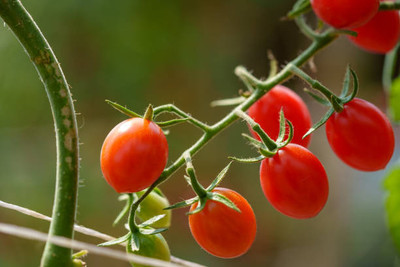 I S ENTERPRISE tomato Seed(110 per packet)