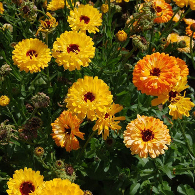 CRGO CALENDULA Seed(100 per packet)