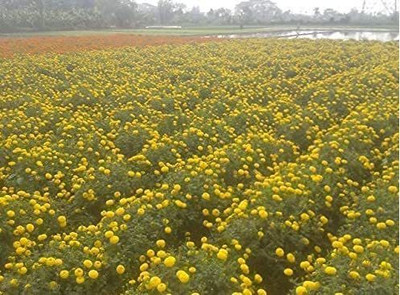 KANAYA Marigold Flower Seed(950 per packet)