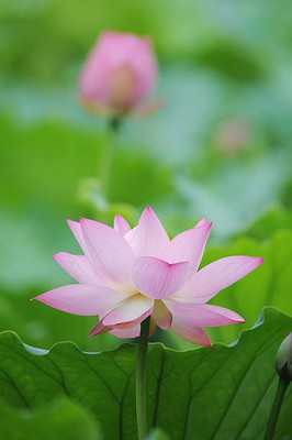 STARKC lotus,kamal gatta Seed(15 per packet)