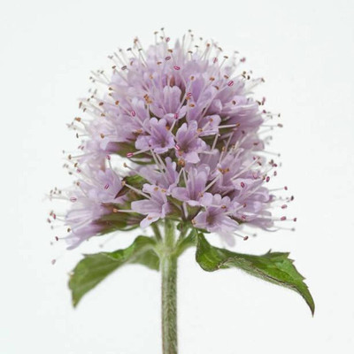 VibeX GBPUT-27 - Water Mint - (1350 Seeds) Seed(1350 per packet)