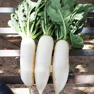 CYBEXIS High Germination White Radish Seeds2400 Seeds Seed(2400 per packet)