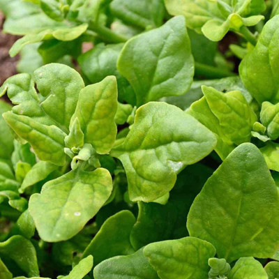 CYBEXIS LX-98 - New Zealand Spinach - (2250 Seeds) Seed(2250 per packet)