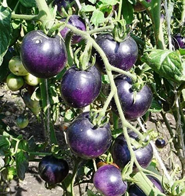 KNESSiN High Yield Cherry Tomato Blue Seeds For Kitchen Gardening - (400 Seeds) Seed(400 per packet)