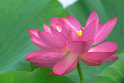 AK AGRO HYBRID SEEDS lotus,kamal gatta Seed(15 per packet)