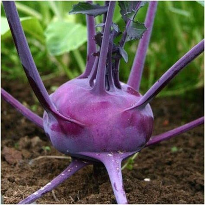 Aywal Fast Germination Knol Khol,Kholrabi Seed(2000 per packet)