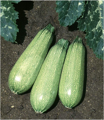 CYBEXIS LX-47 - Zucchini Tender Grey - (225 Seeds) Seed(225 per packet)